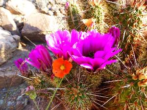 wgc-escalante-2015-day3-15  Cactus garden.jpg (408331 bytes)
